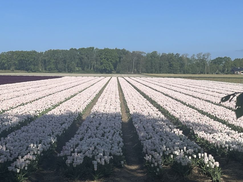 Lisse: Enjoy the Tulip Fields by Bike with a Local Guide! - Key highlights worth your attention