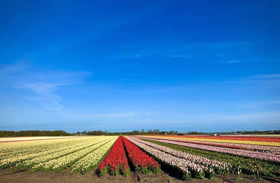 Lisse: Enjoy the Tulip Fields by Bike with a Local Guide! - FAQ
