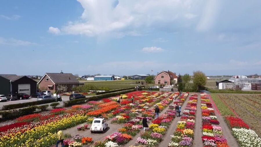 Lisse: Enjoy the Tulip Fields by Bike with a Local Guide! - Value check, why $58 might feel fair or not