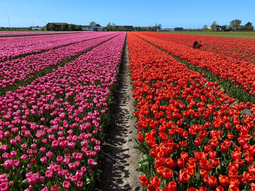 Lisse: Enjoy the Tulip Fields by Bike with a Local Guide! - Getting there without stress, the easiest meeting point logic