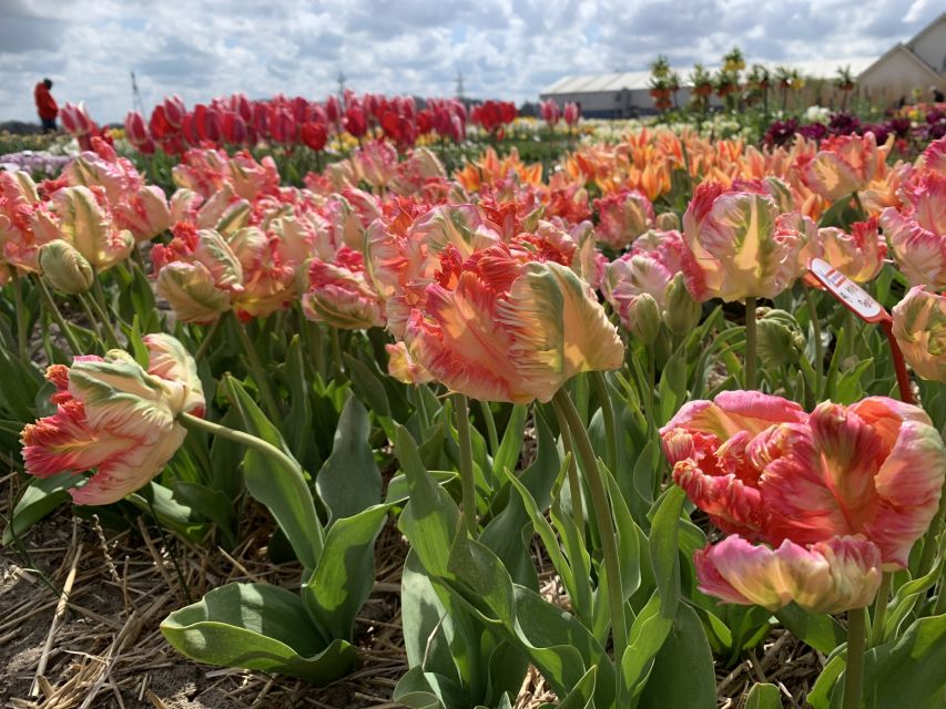 Lisse: Enjoy the Tulip Fields by Bike with a Local Guide! - Who this bike tour suits best, and who might want DIY