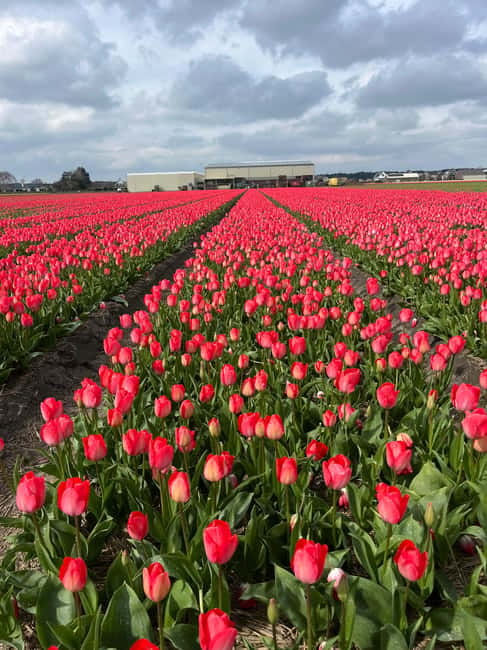 Lisse: Private Tulip Fields Tour with a Local Guide 1h Tour - Optional Dutch lunch: how to extend the day well