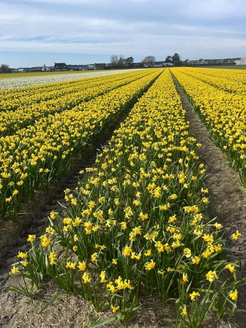 Lisse: Private Tulip Fields Tour with a Local Guide 1h Tour - Weather and season reality in South Holland