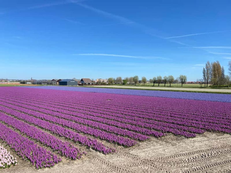 Lisse: Self-Guided Tulip Fields GPS Audio Tour - Timing the bloom: the one gamble you cannot avoid