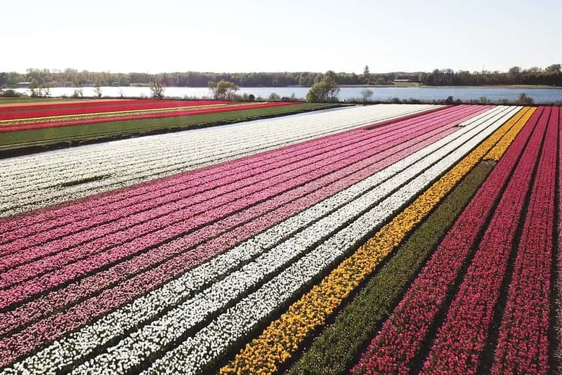 Lisse: Self-Guided Tulip Fields GPS Audio Tour - The 20-kilometer route near Keukenhof (and what it means for you)