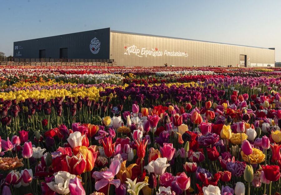 Lisse: Tulip Experience Ticket with Tulip Garden and Museum - Key things I’d plan around