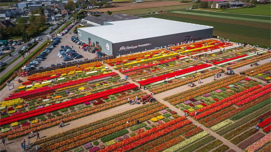 Lisse: Tulip Experience Ticket with Tulip Garden and Museum - Who this is best for