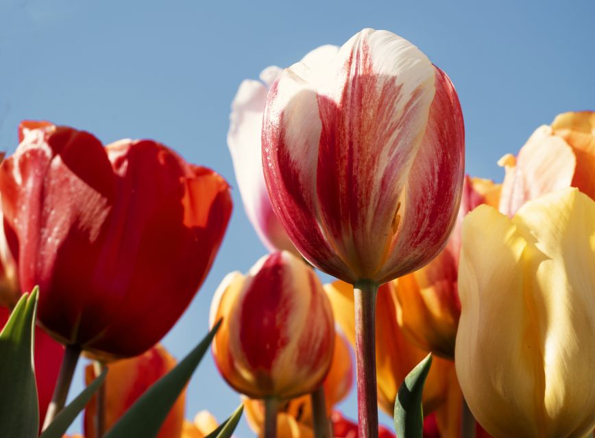 Lisse: Tulip Experience Ticket with Tulip Garden and Museum - The indoor museum: tulip history and the growing process, explained in plain language