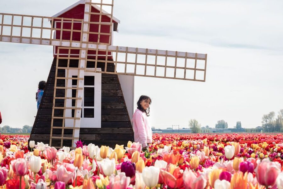 Lisse: Tulip Experience Ticket with Tulip Garden and Museum - Indoor tulip picking: your bunch is part of the ticket, not an extra purchase