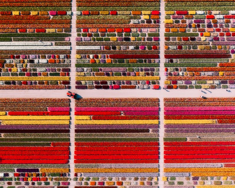 Lisse: Tulip Experience Ticket with Tulip Garden and Museum - Art exhibitions, coffee corner, and small breaks that make the day work