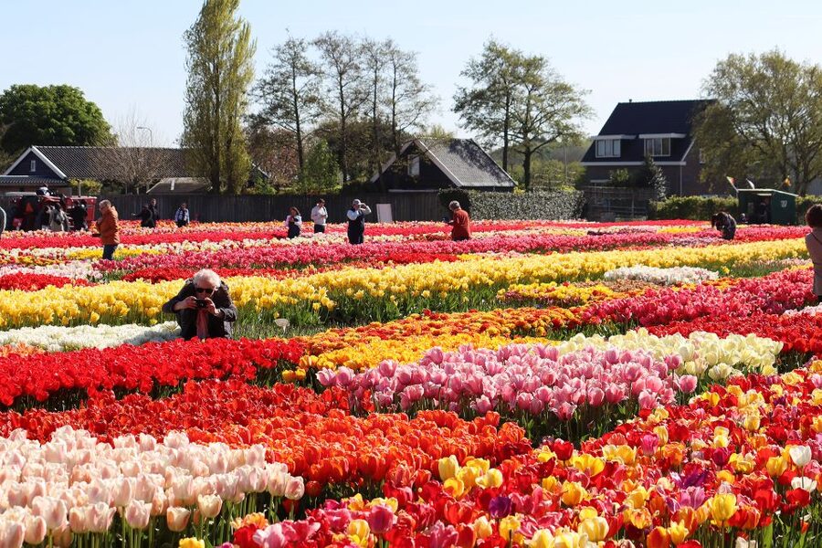 Lisse: Tulip Experience Ticket with Tulip Garden and Museum - Souvenir market and the kind of shopping that feels local