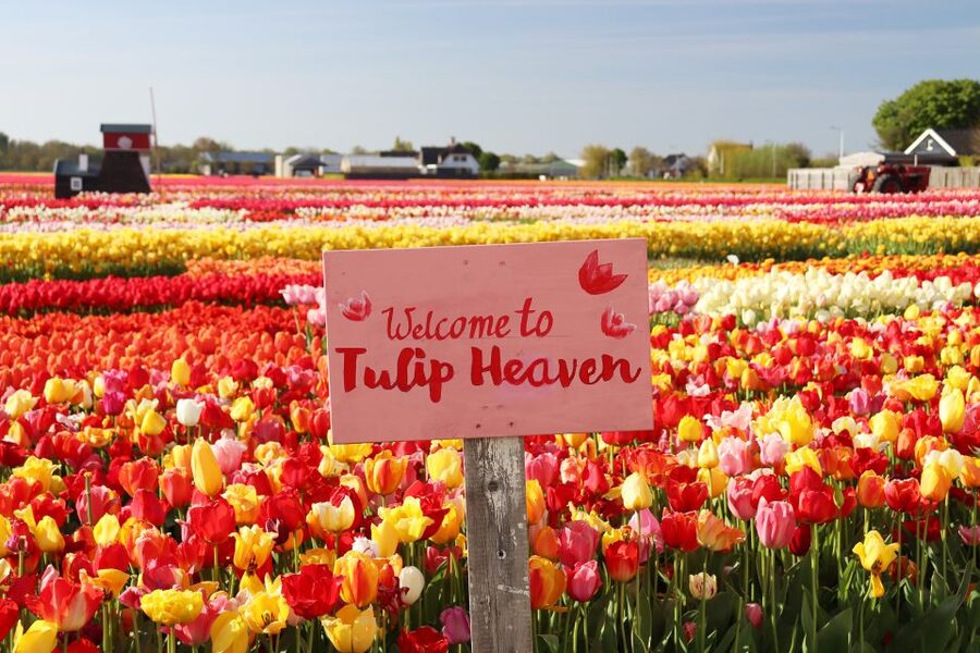 Lisse: Tulip Experience Ticket with Tulip Garden and Museum - Practical tips to make your visit smoother (and more fun)
