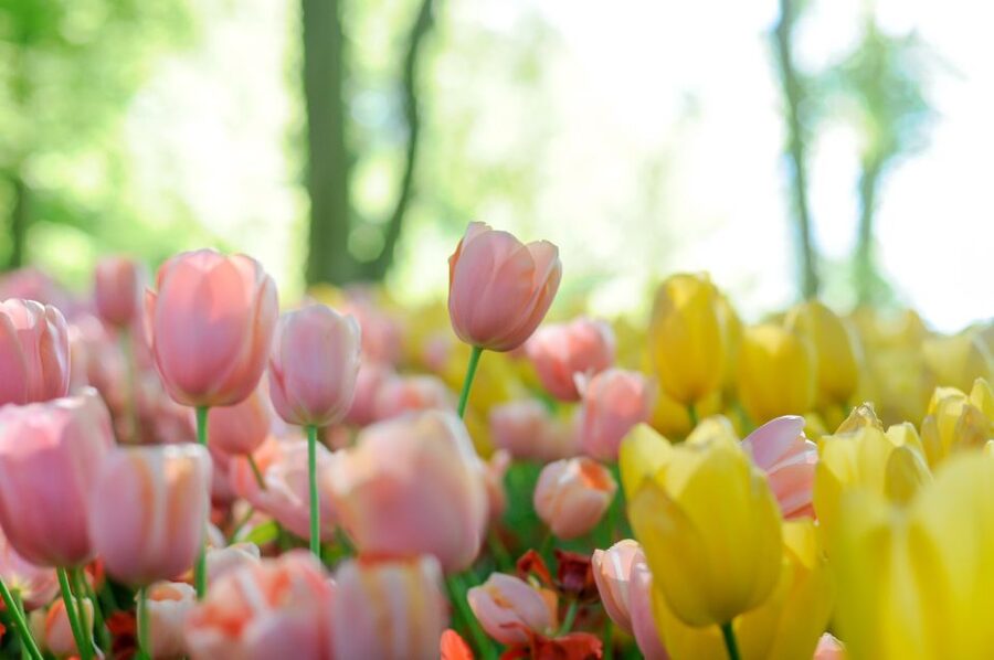 Magical Delft and the Keukenhof Estate: Tulips Galore - Getting there by coach from Brussels: long, but not chaotic