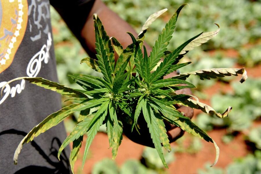 Mike Tyson inspired cannabis tour PRIVATE - Coffee Shop Culture Lesson: Etiquette, Laws, and What Actually Happens