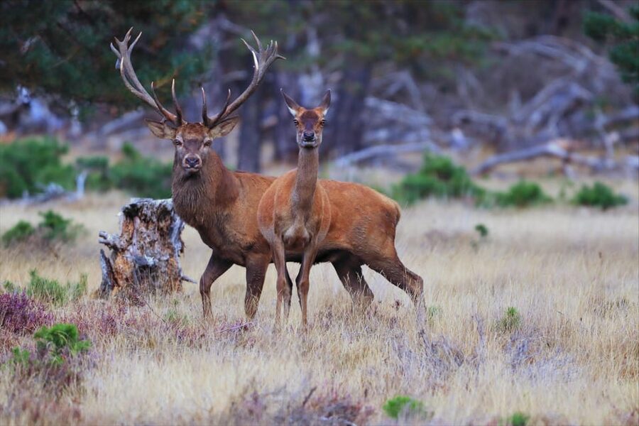 Otterlo: De Hoge Veluwe National Park Entry Ticket - Key highlights at a glance
