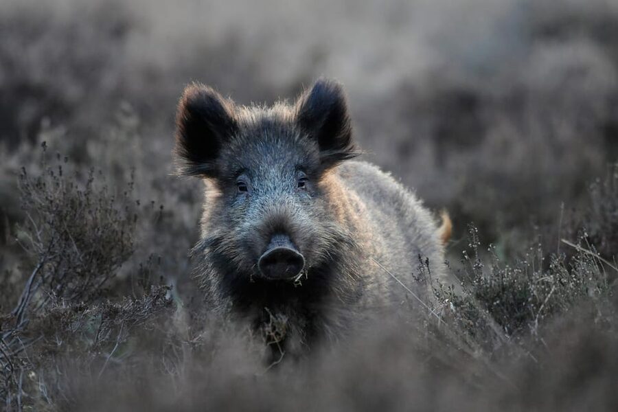 Otterlo: De Hoge Veluwe National Park Entry Ticket - Getting in at Hoenderloo, Otterlo, or Schaarsbergen without fuss