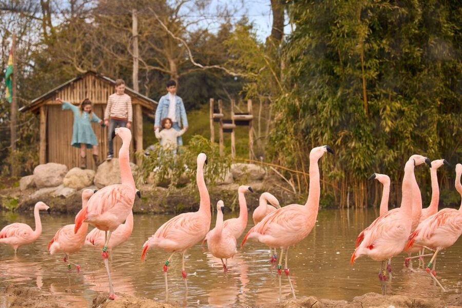 Overloon: ZooParc Entrance Ticket - Key highlights you should know before you go