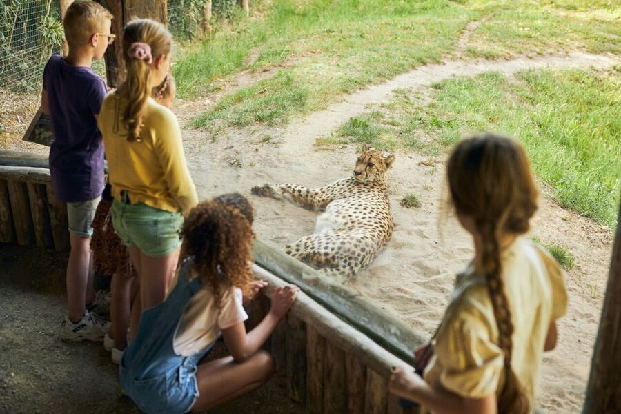Overloon: ZooParc Entrance Ticket - Cafes and playground breaks: how to keep a family day from going sideways