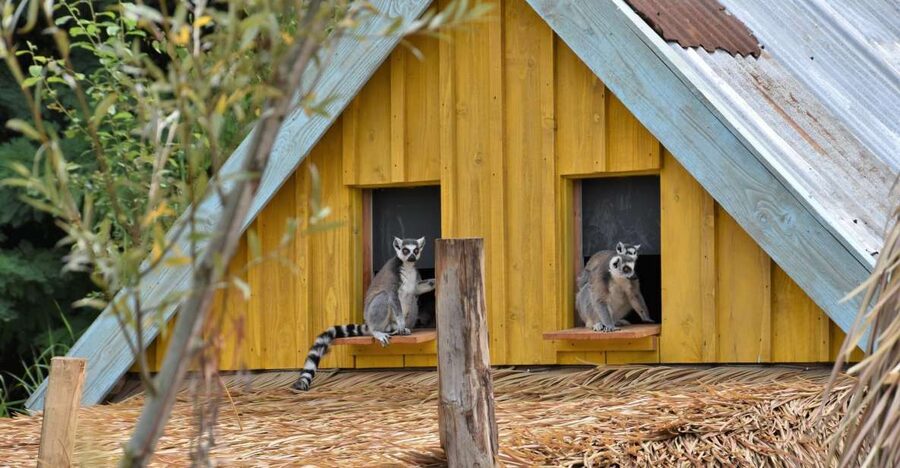 Overloon: ZooParc Entrance Ticket - Feeding session energy: where the big cats and speedsters show up