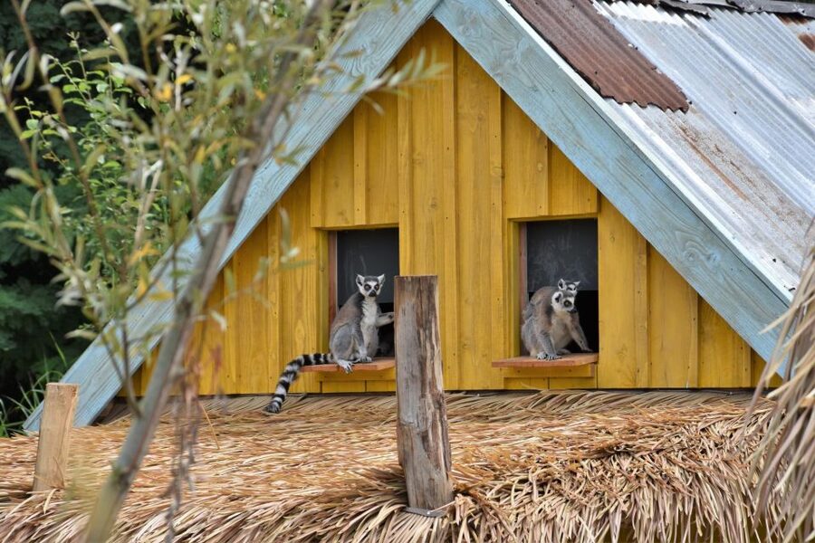 Overloon: ZooParc Entrance Ticket - Price and value: is $26 for one day worth it?