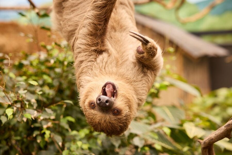 Overloon: ZooParc Entrance Ticket - Headquarters to Boulders Beach: your first close-up with red pandas and penguins