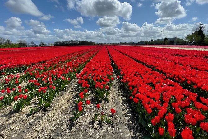 Private Guided Tour of Keukenhof Tulip Gardens & Private Windmill - Keukenhof: guided highlights plus time to wander