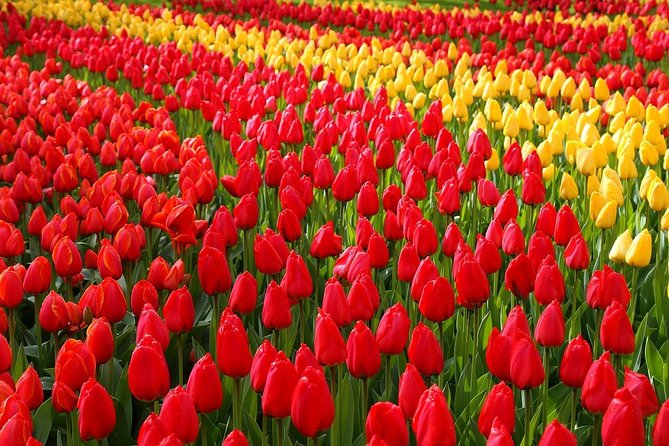 Private Half-Day Trip From Amsterdam to The Tulip Fields in Keukenhof - Key things to know before you go