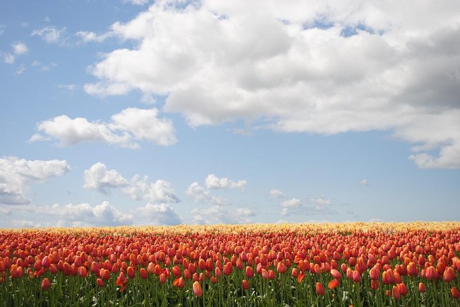 Private Half-Day Trip From Amsterdam to The Tulip Fields in Keukenhof - The drive to Keukenhof: quick, direct, and calmer than public transit