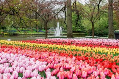 Private Keukenhof Park and Tulip Fields Tour (Skip-The-Line)