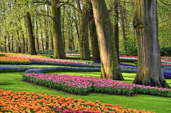 Private Tulip Fields, Windmills and Cheese Tour from Amsterdam - Who this tour is best for