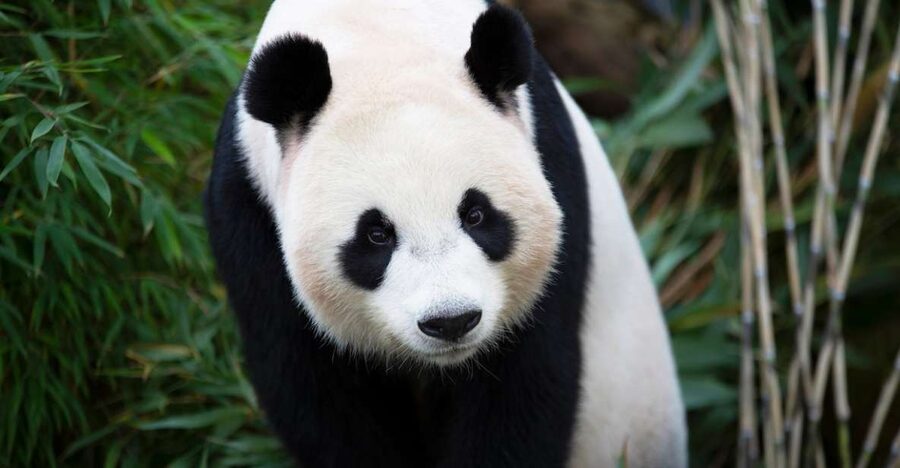 Rhenen: Ouwehands Zoo Entry Ticket - Practical tips for an easier, better panda day