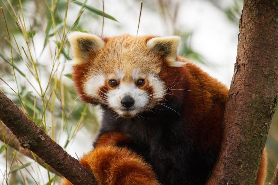 Rhenen: Ouwehands Zoo Entry Ticket - Indoor jungle playground and the Maki Lounge: rest without losing momentum