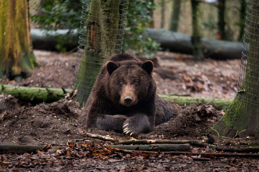 Rhenen: Ouwehands Zoo Entry Ticket - Ticket value for about $36: what you really get in 1 day