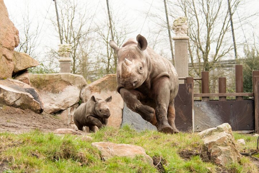 Rotterdam: Rotterdam Zoo Blijdorp Entry Ticket - Taman Indah for elephants and rhinos, plus Asia marsh vibes