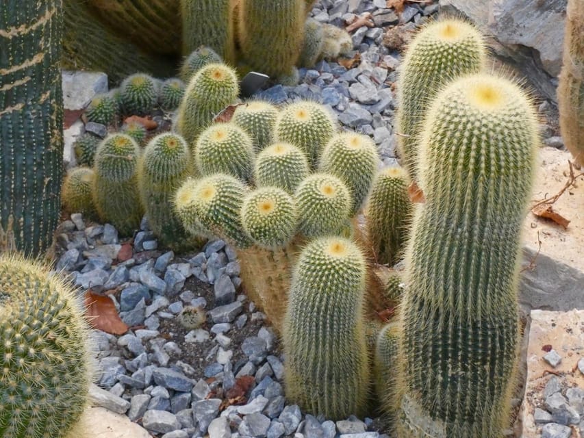 Rotterdam: Trompenburg Botanical Gardens Entry Ticket - Desert Greenhouse: cacti and succulents in South Holland