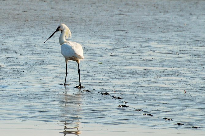 Seal Safari at UNESCO Site Waddensea from Amsterdam - Twisk detour: a quick 17th-century village taste without wasting your day
