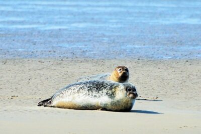 Seal Safari at UNESCO Site Waddensea from Amsterdam