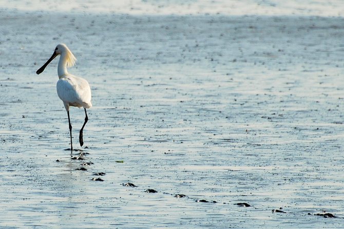 Seal Safari at UNESCO Site Waddensea from Amsterdam - Guides matter: Sara and Eva, and why small-group guidance changes everything