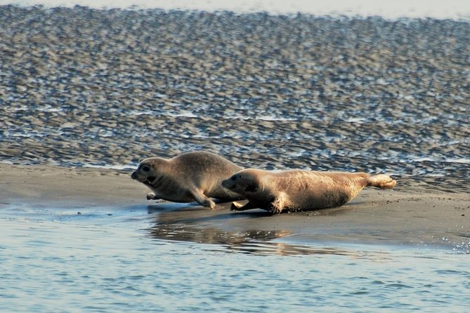 Seal Safari at UNESCO Site Waddensea from Amsterdam - Price and value: is $149.78 a fair deal for this kind of day?