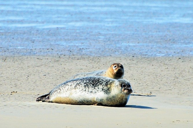 Seal Safari at UNESCO Site Waddensea from Amsterdam - The boat tour at the UNESCO Wadden Sea: seals, birds, and the view of the enclosing dike