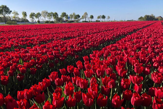 Small Group Keukenhof and Delft Guided Tour from Amsterdam - Keukenhof Gardens: guided entry, tulip tips, and lunch time on your terms