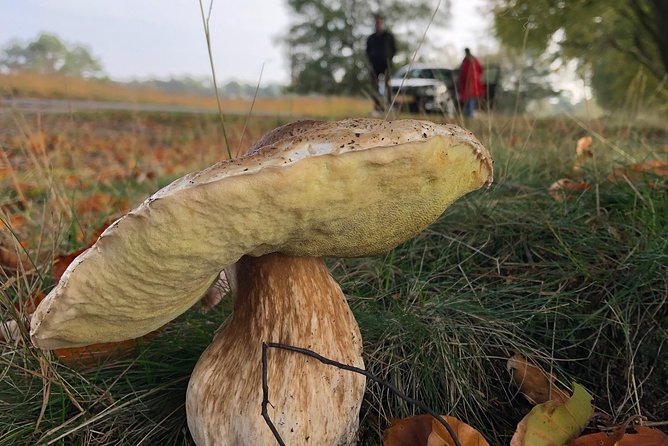 Small Group Tour to NP Hoge Veluwe (van Gogh) from Amsterdam - Food, timing, and what to pack for a smooth 6 hours