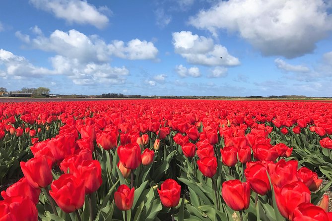 Small Group Tulip and Spring Flower Fields Bike Tour - Alkmaar is a great starting point for tulip-season biking