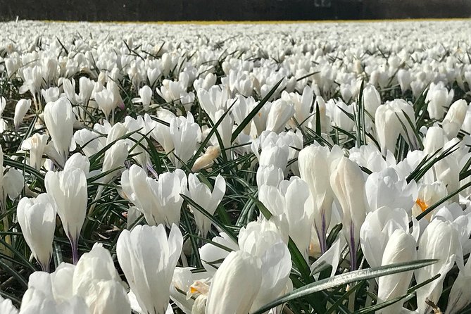 Small Group Tulip and Spring Flower Fields Bike Tour - Stop 1 at Alkmaar Tours: how the guide finds the best fields
