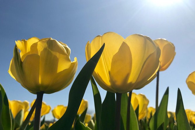 Small Group Tulip and Spring Flower Fields Bike Tour - What you actually get, and what you need to bring