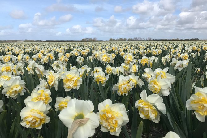 Small Group Tulip and Spring Flower Fields Bike Tour - Weather and wind: when nature controls the schedule