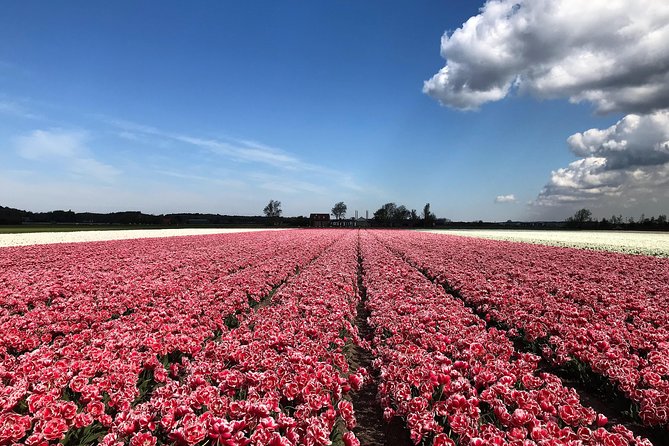 Small Group Tulip and Spring Flower Fields Bike Tour - Price and value: is $38.49 a fair deal?