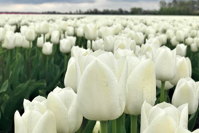 Small Group Tulip and Spring Flower Fields Bike Tour - Who this tour is best for, and who should skip it