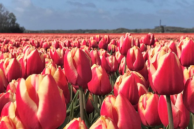 Small Group Tulip and Spring Flower Fields Bike Tour - The ride itself: 3.5 hours through farms, fields, and spring air