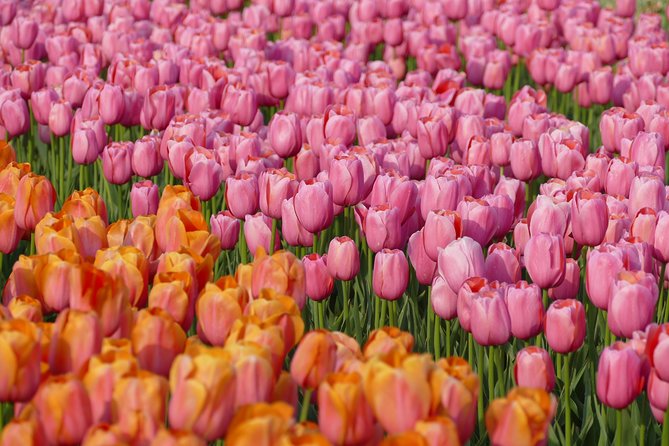 Taking Pictures in the Tulip Field at De Tulperij - Entering the tulip field at De Tulperij (the main event)